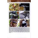 Histoire Naturelle des Familles et Sous-familles Endémiques d'Oiseaux de Madagascar