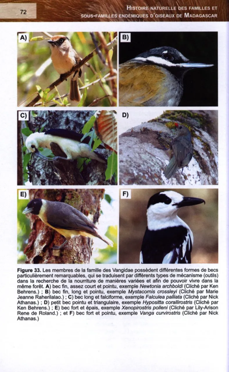 Histoire Naturelle des Familles et Sous-familles Endémiques d'Oiseaux de Madagascar