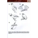 Histoire Naturelle des Familles et Sous-familles Endémiques d'Oiseaux de Madagascar