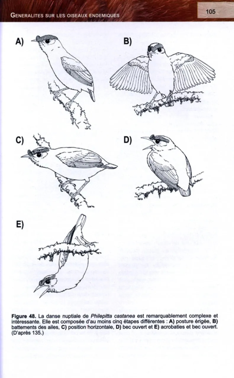 Histoire Naturelle des Familles et Sous-familles Endémiques d'Oiseaux de Madagascar
