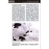 Les Animaux et Ecosystemes de l'Holocene Disparus de Madagascar