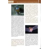 Les Aires Protégées de l’Isalo et Zombitse-Vohibasia dans le Centre Sud-Ouest de Madagascar / The Protected Areas of Isalo and Zombitse-Vohibasia in Central Southwestern Madagascar