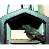 Schwegler Halfholenkast 2HW Beveiligd