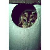 Schwegler Box No. 5 for Tawny Owl