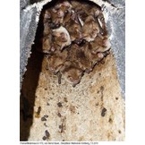 Schwegler Bat Box 1FD with triple front panel