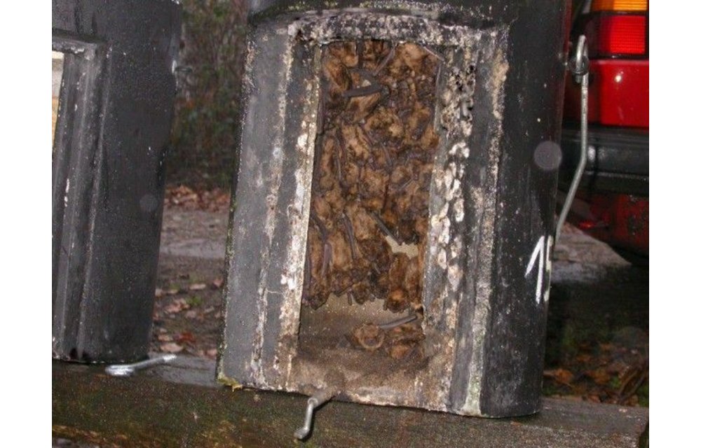 Grote Vleermuis Overwinteringskast 1FW