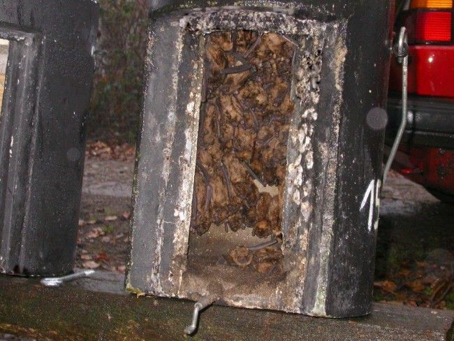 Grote Vleermuis Overwinteringskast 1FW
