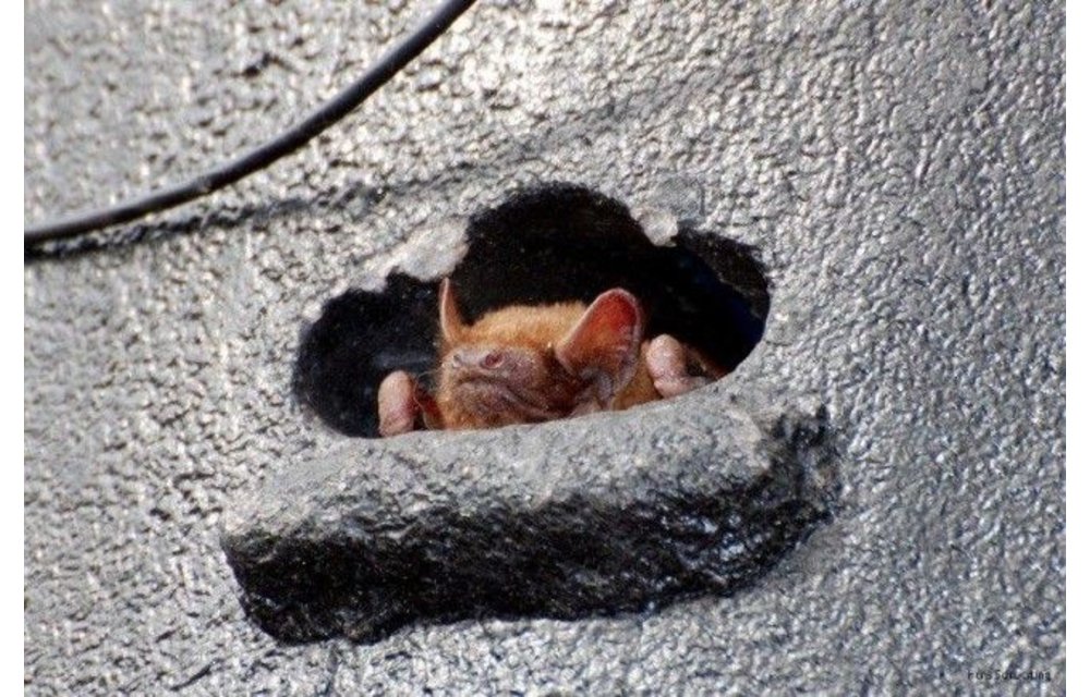 Grote Vleermuis Overwinteringskast 1FW