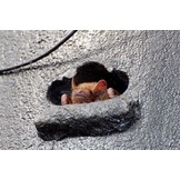 Schwegler Bat Hibernation Box 1FW