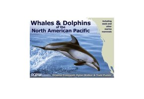 Whales & Dolphins of the North American Pacific