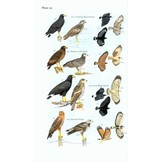 Field Guide to the Birds of Suriname