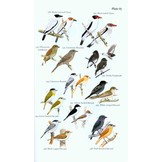Field Guide to the Birds of Suriname