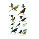 Field Guide to the Birds of Suriname