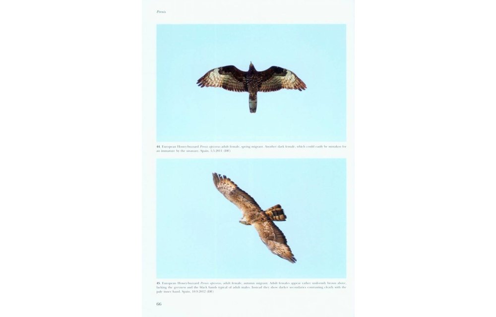 Flight Identification of Raptors of Europe, North Africa and the Middle East