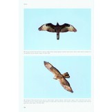 Flight Identification of Raptors of Europe, North Africa and the Middle East