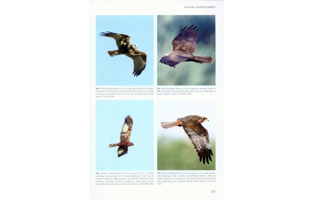 Flight Identification of Raptors of Europe, North Africa and the Middle East