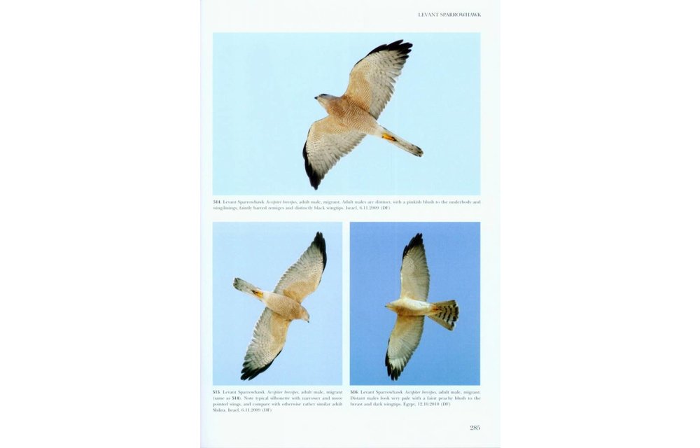 Flight Identification of Raptors of Europe, North Africa and the Middle East