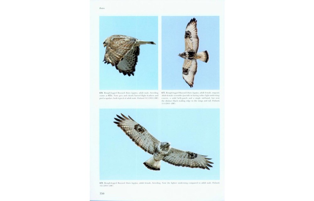 Flight Identification of Raptors of Europe, North Africa and the Middle East