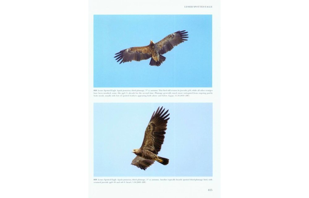 Flight Identification of Raptors of Europe, North Africa and the Middle East