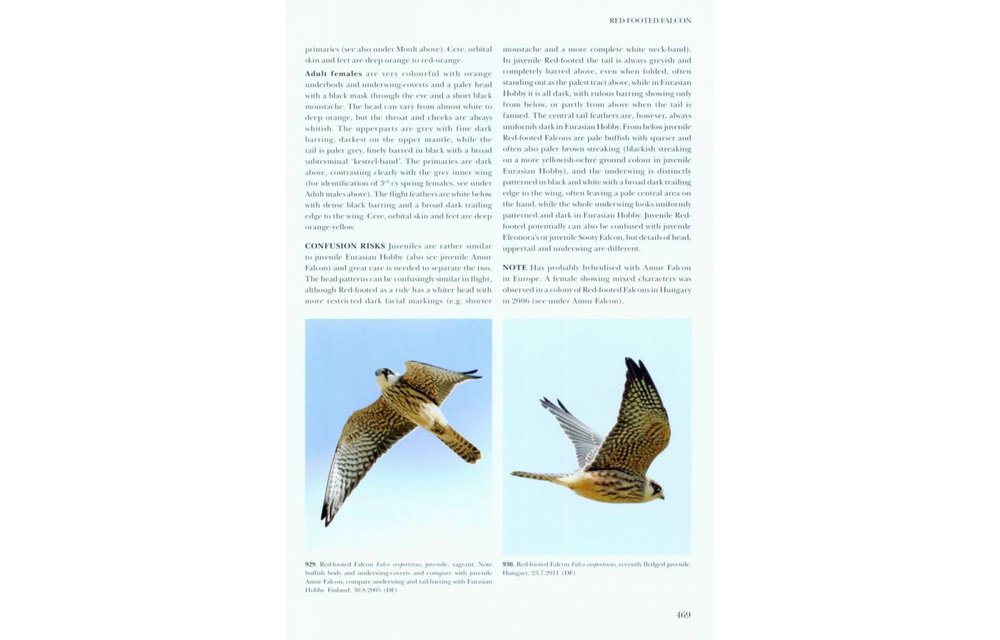 Flight Identification of Raptors of Europe, North Africa and the Middle East
