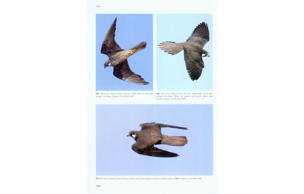 Flight Identification of Raptors of Europe, North Africa and the Middle East