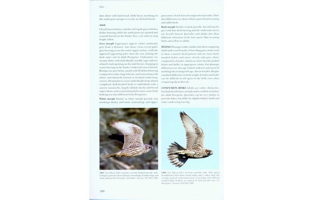 Flight Identification of Raptors of Europe, North Africa and the Middle East