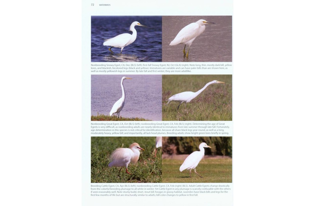 Better Birding: Tips, Tools and Concepts for the Field