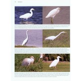 Better Birding: Tips, Tools and Concepts for the Field