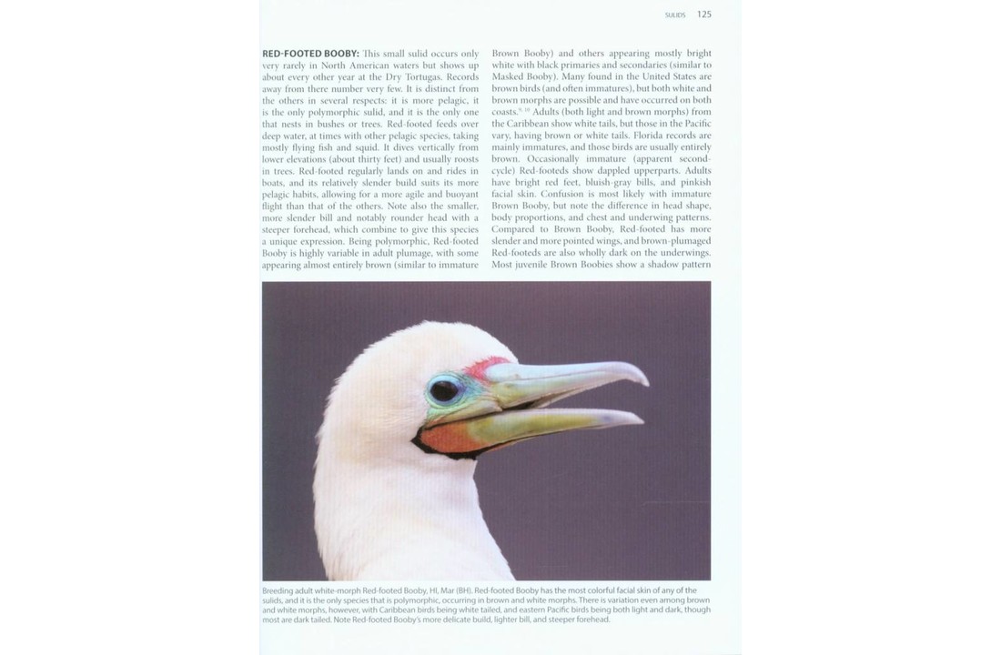 Better Birding: Tips, Tools and Concepts for the Field