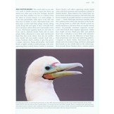 Better Birding: Tips, Tools and Concepts for the Field