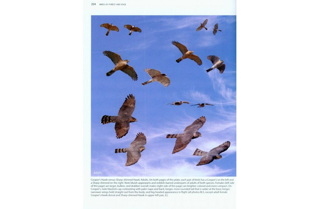 Better Birding: Tips, Tools and Concepts for the Field