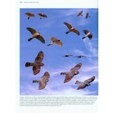 Better Birding: Tips, Tools and Concepts for the Field