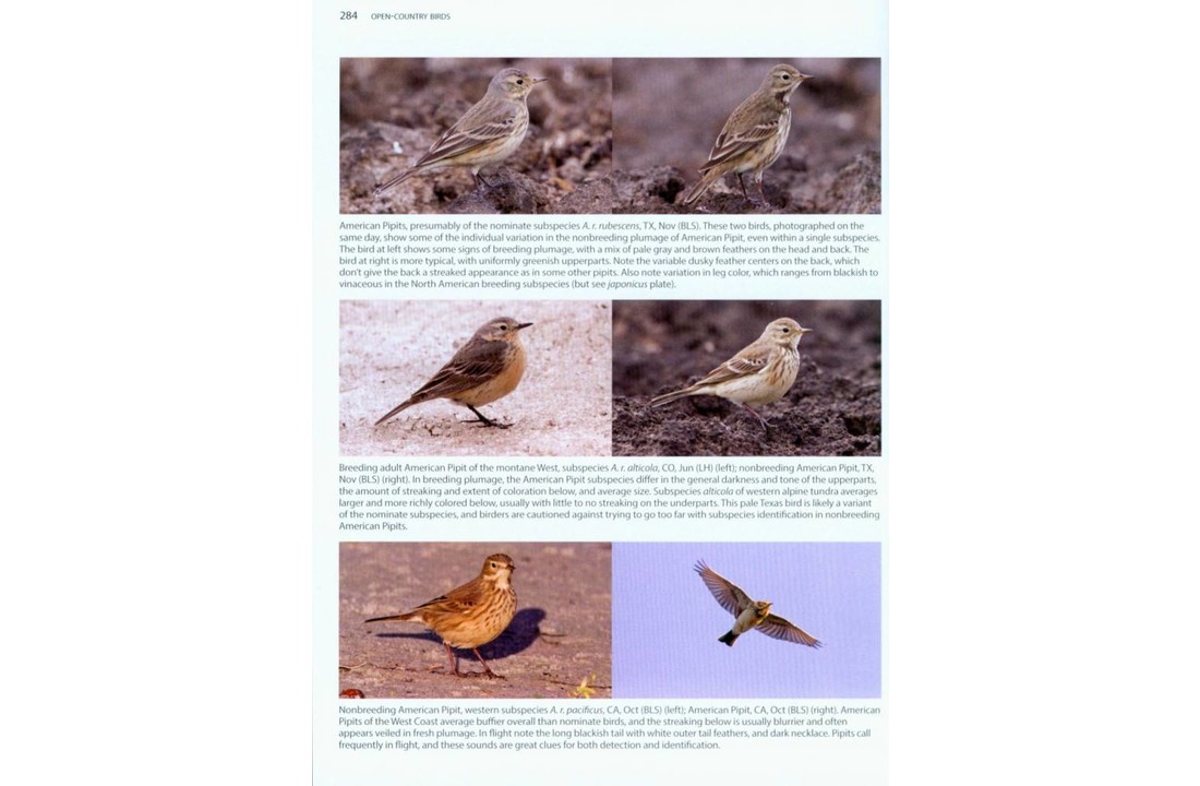 Better Birding: Tips, Tools and Concepts for the Field