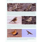 Better Birding: Tips, Tools and Concepts for the Field