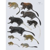 Handbook of the Mammals of the World, Vol. 6: Lagomorphs and Rodents I
