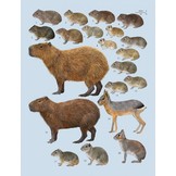 Handbook of the Mammals of the World, Vol. 6: Lagomorphs and Rodents I
