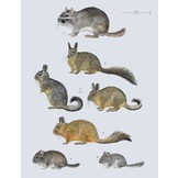Handbook of the Mammals of the World, Vol. 6: Lagomorphs and Rodents I