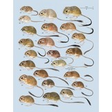 Handbook of the Mammals of the World, Vol. 6: Lagomorphs and Rodents I