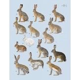 Handbook of the Mammals of the World, Vol. 6: Lagomorphs and Rodents I
