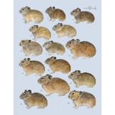 Handbook of the Mammals of the World, Vol. 6: Lagomorphs and Rodents I