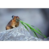 Handbook of the Mammals of the World, Vol. 6: Lagomorphs and Rodents I