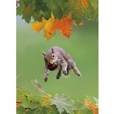 Handbook of the Mammals of the World, Vol. 6: Lagomorphs and Rodents I