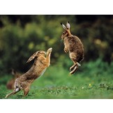 Handbook of the Mammals of the World, Vol. 6: Lagomorphs and Rodents I