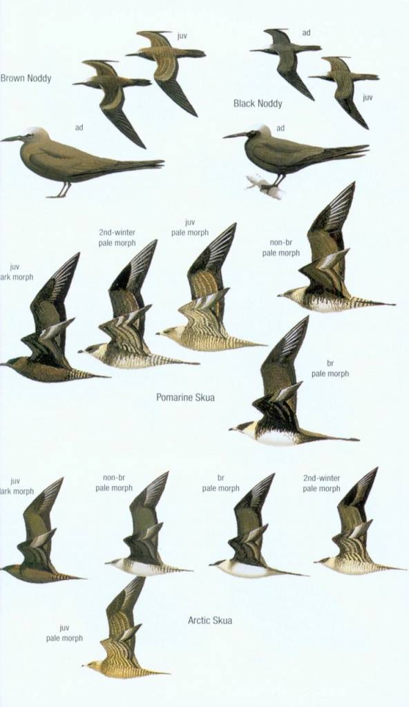 Birds of Borneo