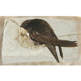 Schwegler Nestmulde für Mauersegler