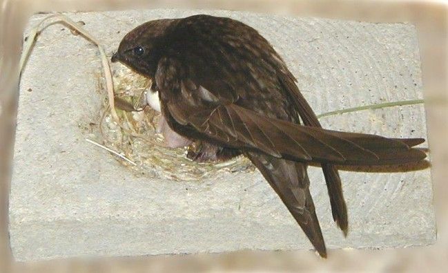 Nestmulde für Mauersegler