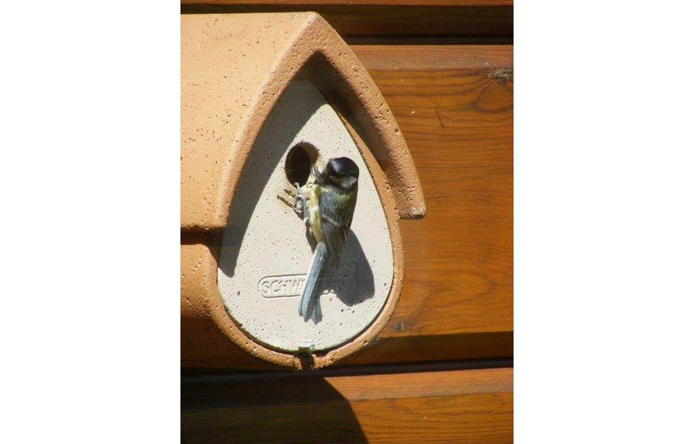 Bird Home 1MR