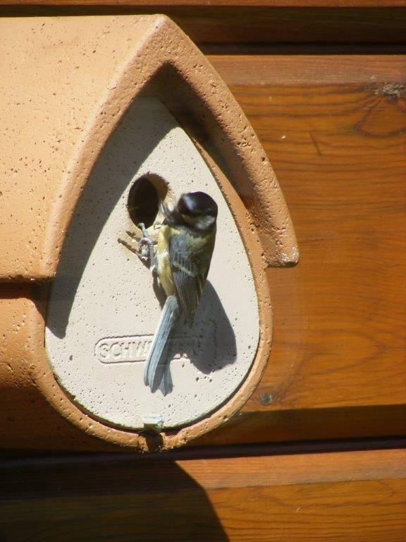 Bird Home 1MR