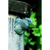 Schwegler Box No. 4 for Tengmalm’s Owl and Stock Dove