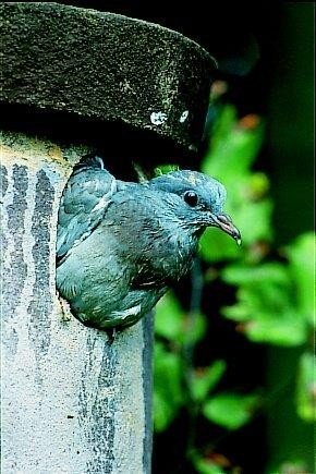 Box No. 4 for Tengmalm’s Owl and Stock Dove